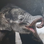 FW Tandoori adoptivní rodiče slona indického v pražské ZOO