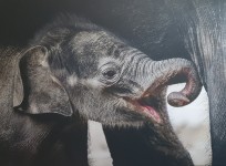 FW Tandoori adoptivní rodiče slona indického v pražské ZOO