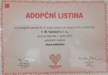 FW Tandoori adoptivní rodiče slona indického v pražské ZOO